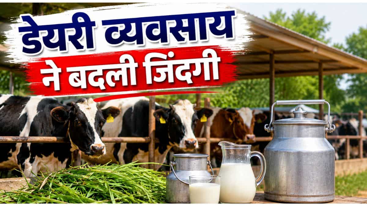 Success Story: खेती से नहीं हो रही थी कमाई, 2 गायों ने बदल दी किसान की किस्मत; अब लाखों में कमाई