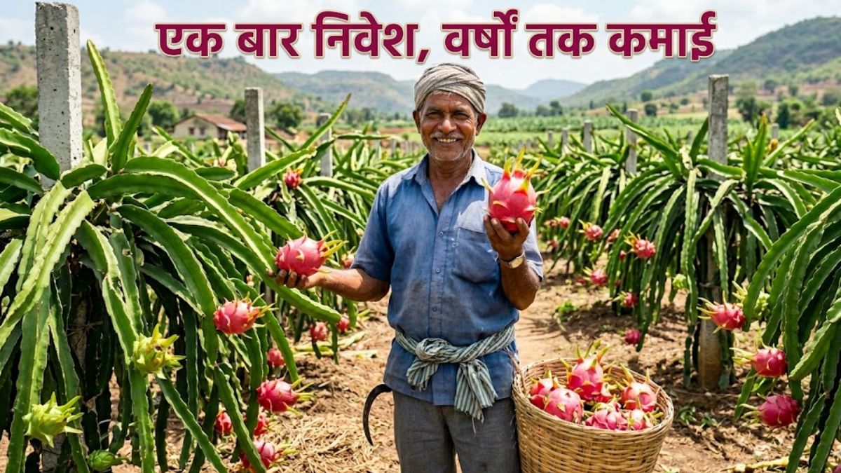धान-गेहूं से आगे बढ़िए, ड्रैगन फ्रूट उगाइए! सरकार देगी ₹2.70 लाख की मदद, कमाई भी होगी दमदार