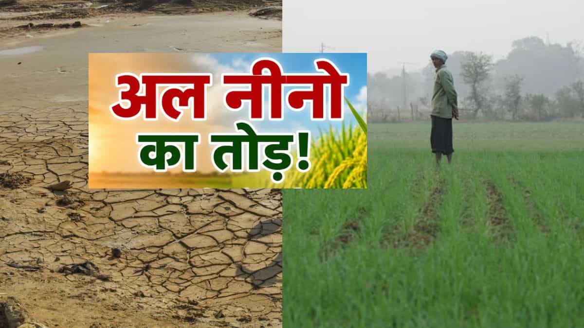 अल नीनो को मात देगा ये फॉर्मूला! कम बारिश और सूखे में भी धान की होगी बंपर पैदावार, बस अपनाएं यह अचूक तकनीक
