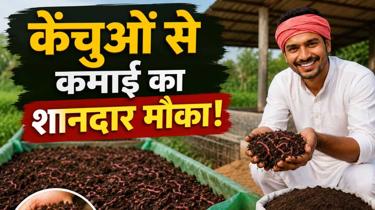 गोबर से 'सोना' बनाने का फॉर्मूला! युवाओं और किसानों के लिए सुपरहिट है ये बिजनेस, जानें कैसे करें शुरुआत
