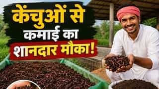 गोबर से 'सोना' बनाने का फॉर्मूला! युवाओं और किसानों के लिए सुपरहिट है ये बिजनेस, जानें कैसे करें शुरुआत