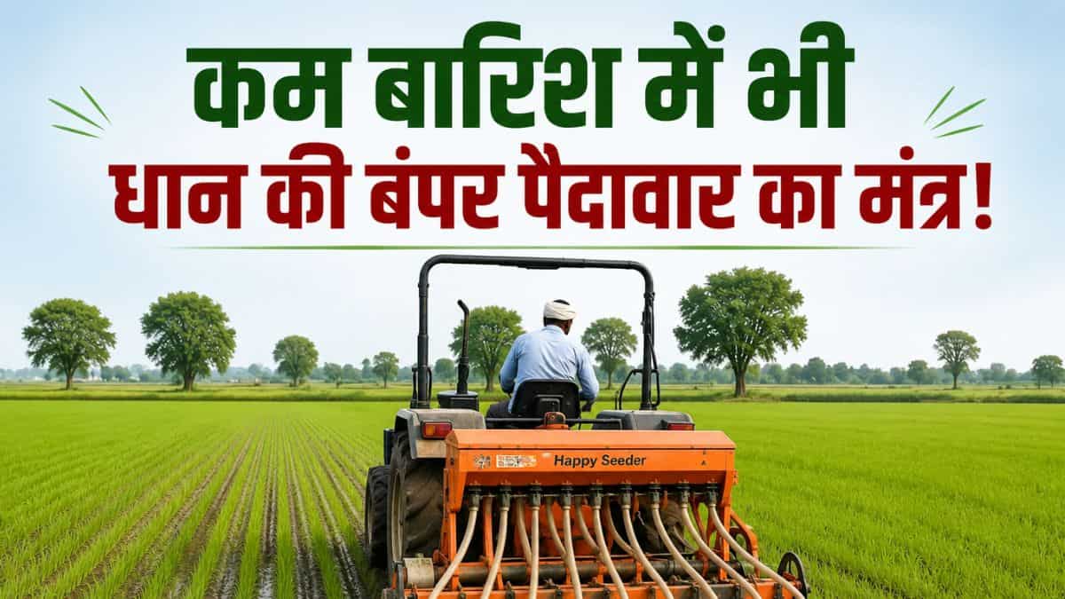 कम बारिश में ज्यादा पैदावार! कृषि विभाग ने बताया धान खेती का खास फॉर्मूला