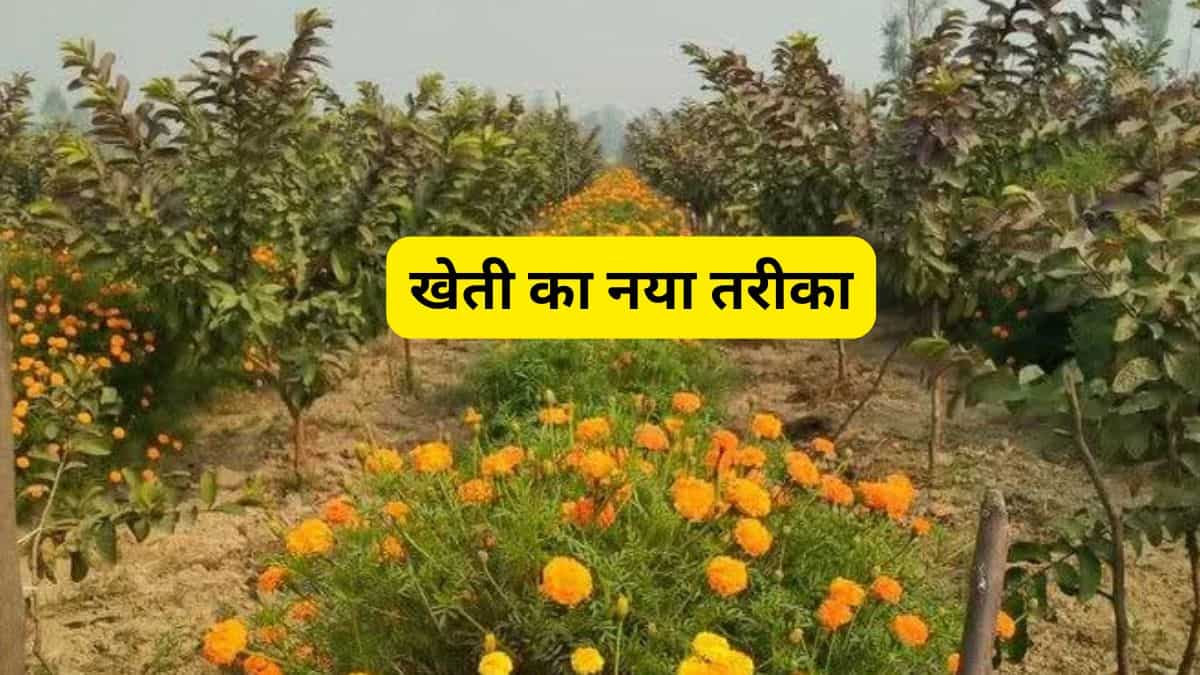 अमरूद के बाग में खाली जगह पर उगाएं गेंदे का फूल, खेती का खर्च बचेगा और कमाई होगी डबल