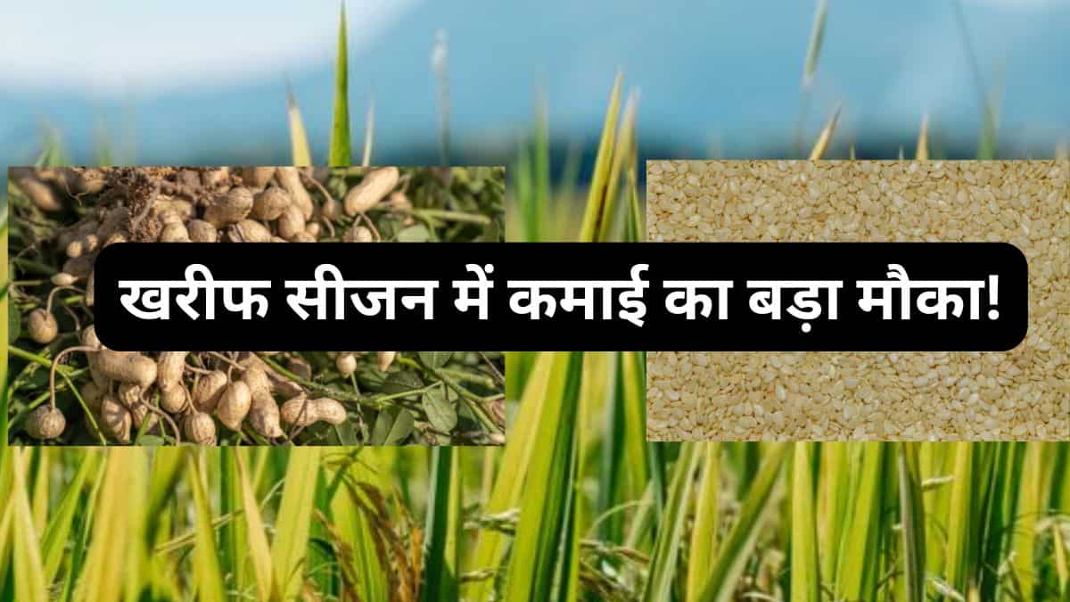 धान छोड़ इन फसलों पर लगाएं दांव! MSP धान से 3-4 गुना तक ज्यादा, जून में करें बुवाई