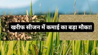 धान छोड़ इन फसलों पर लगाएं दांव! MSP धान से 3-4 गुना तक ज्यादा, जून में करें बुवाई