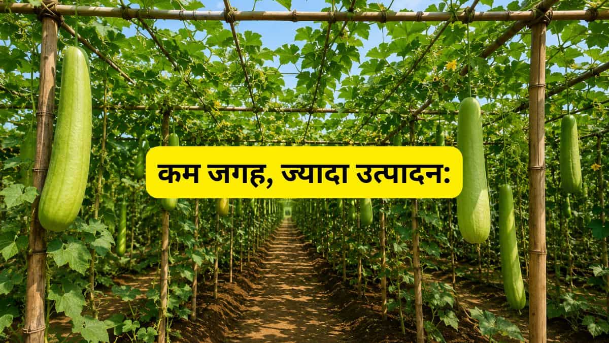 जमीन आधी, मुनाफा दोगुना! सब्जी उत्पादक किसानों की तकदीर बदल रही ये तकनीक