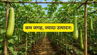 जमीन आधी, मुनाफा दोगुना! सब्जी उत्पादक किसानों की तकदीर बदल रही ये तकनीक