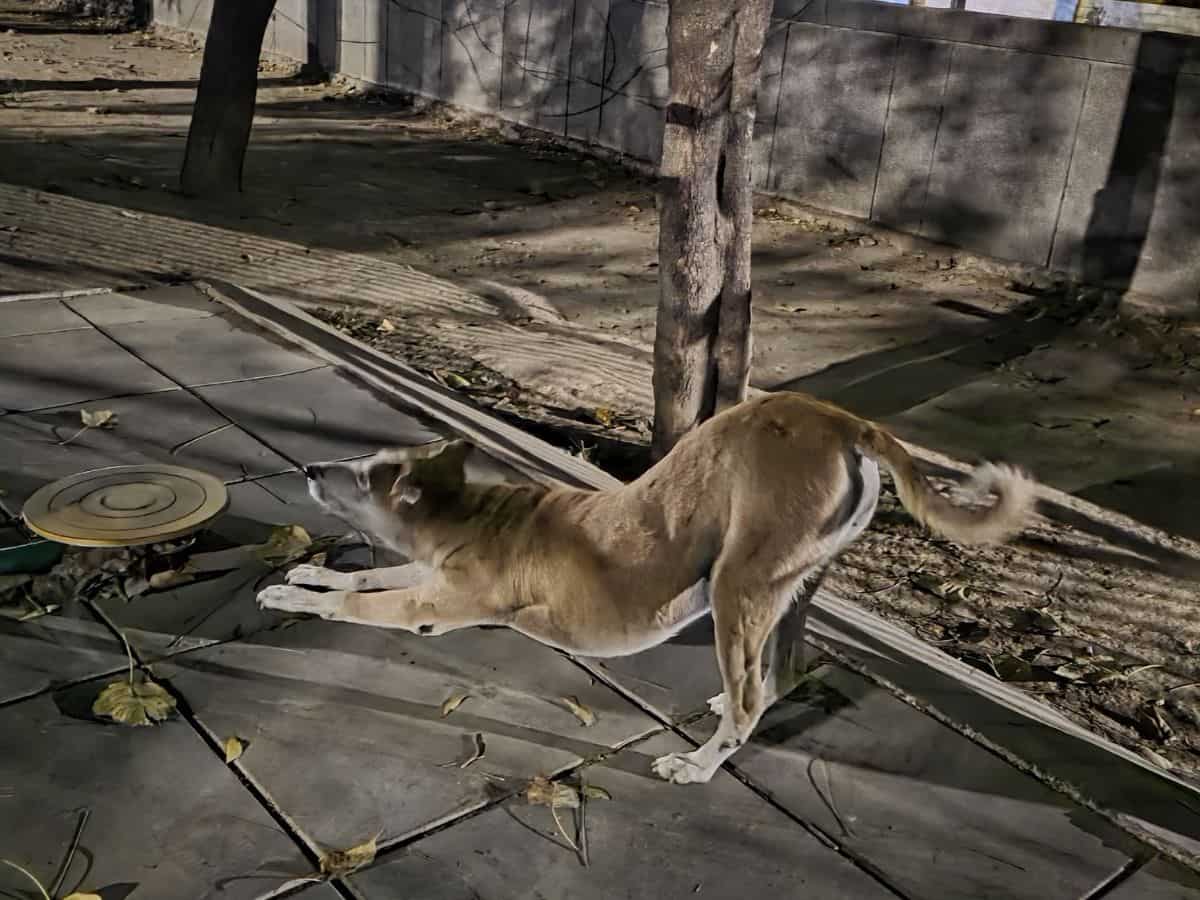 cmf phone 2 pro review price india specs features camera battery design