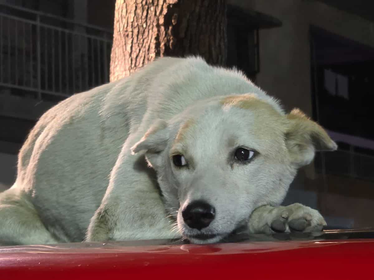 cmf phone 2 pro review price india specs features camera battery design