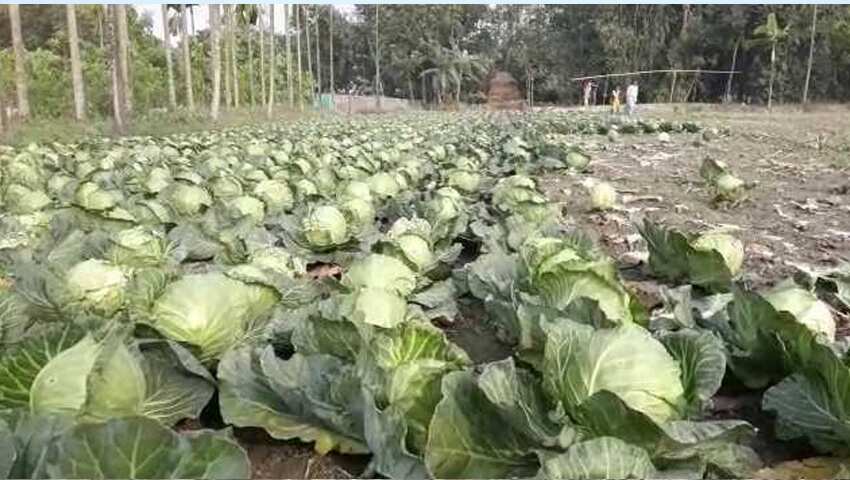 Cabbage Crop Badges For Farmers