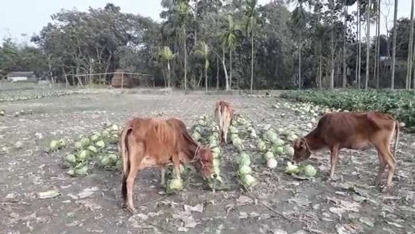 Cabbage Crop Badges For Farmers