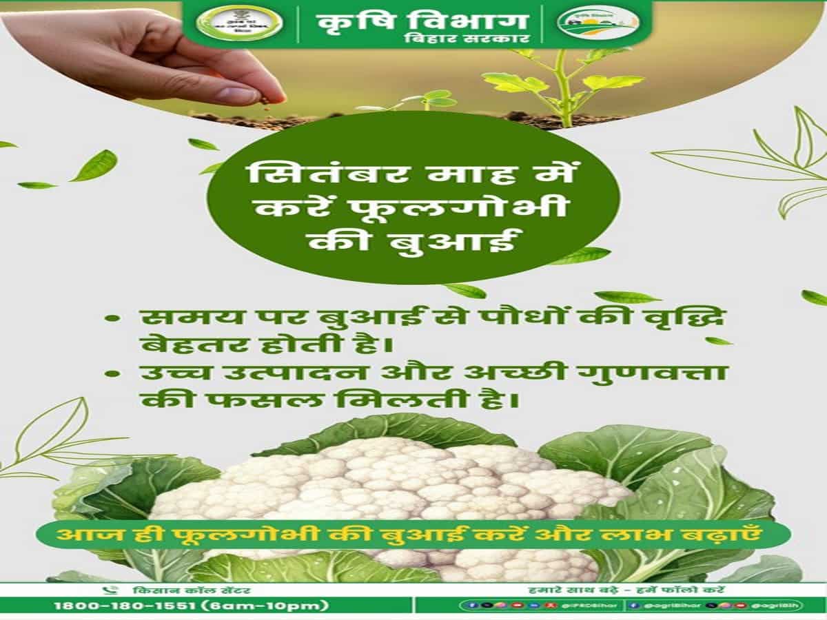 Cauliflower cultivation