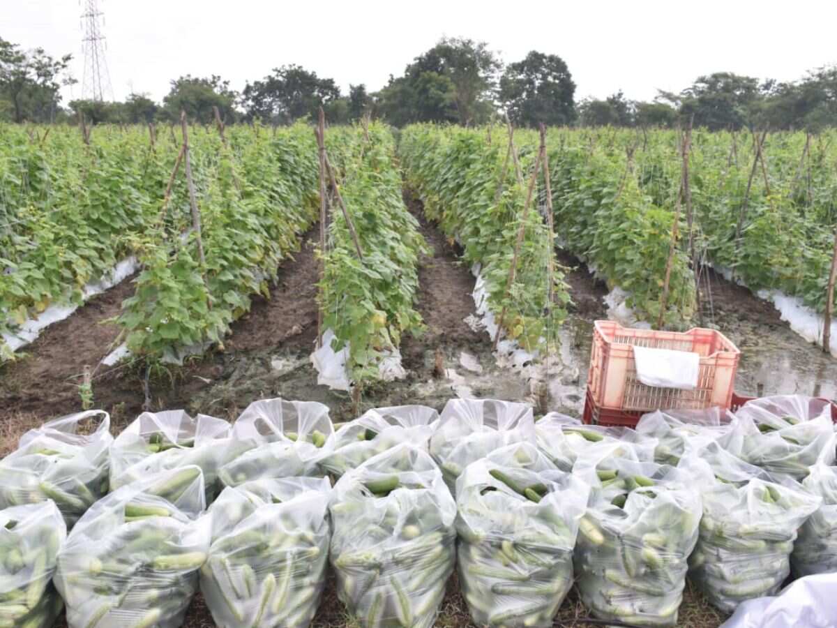 cucumber