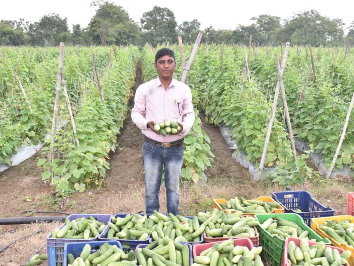 cucumber