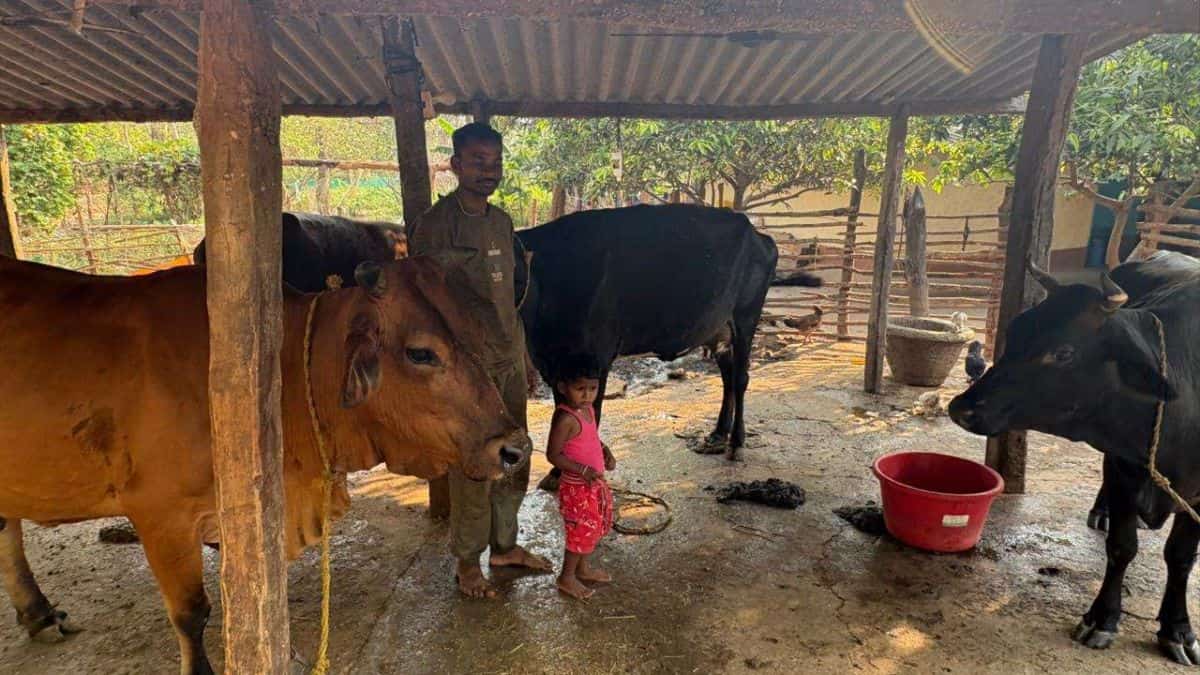 Dairy Business