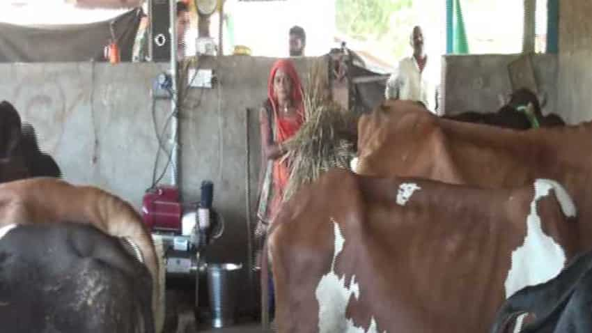 Dharmistha Ben starts Dairy farming in Vadodara