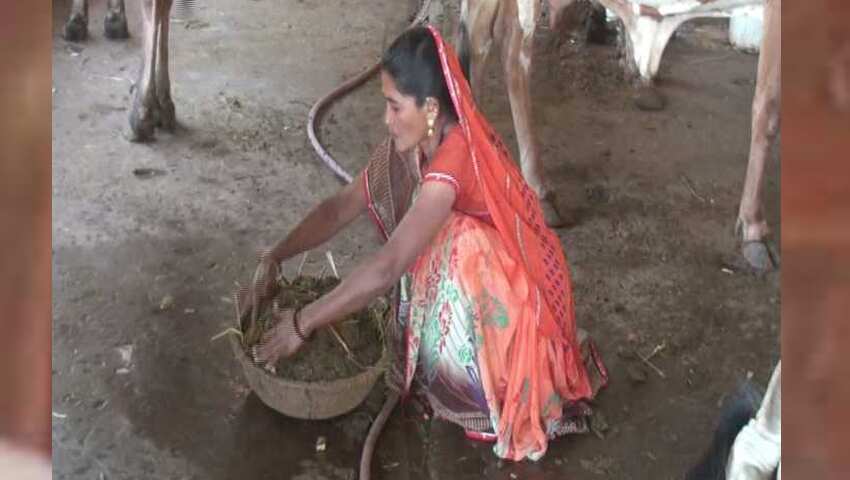 Dharmistha Ben starts Dairy farming in Vadodara