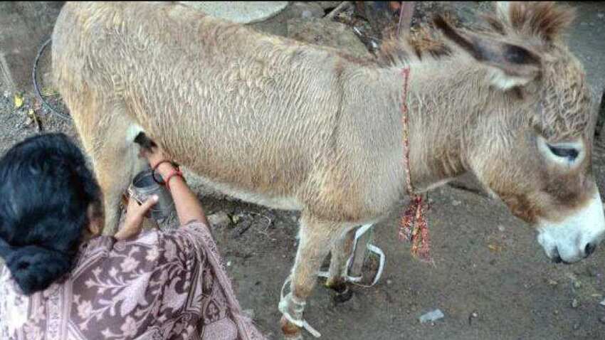 Donkey Milk Soap