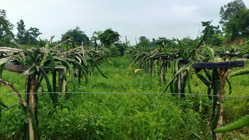 Dragon Fruit Crops at Pakhanjore