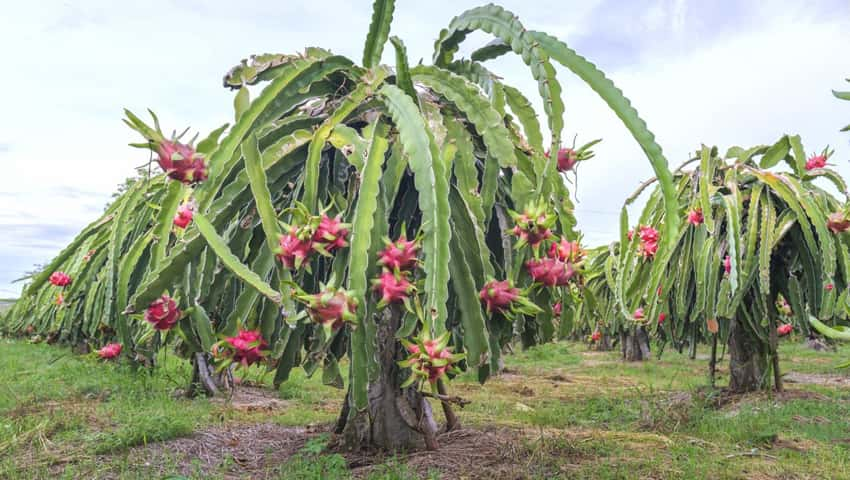 Dragon Fruit Crops at Pakhanjore