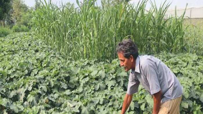 Farmers Jagarnath