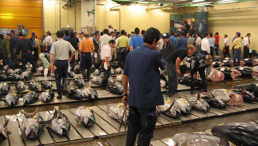 Tsukiji fish market