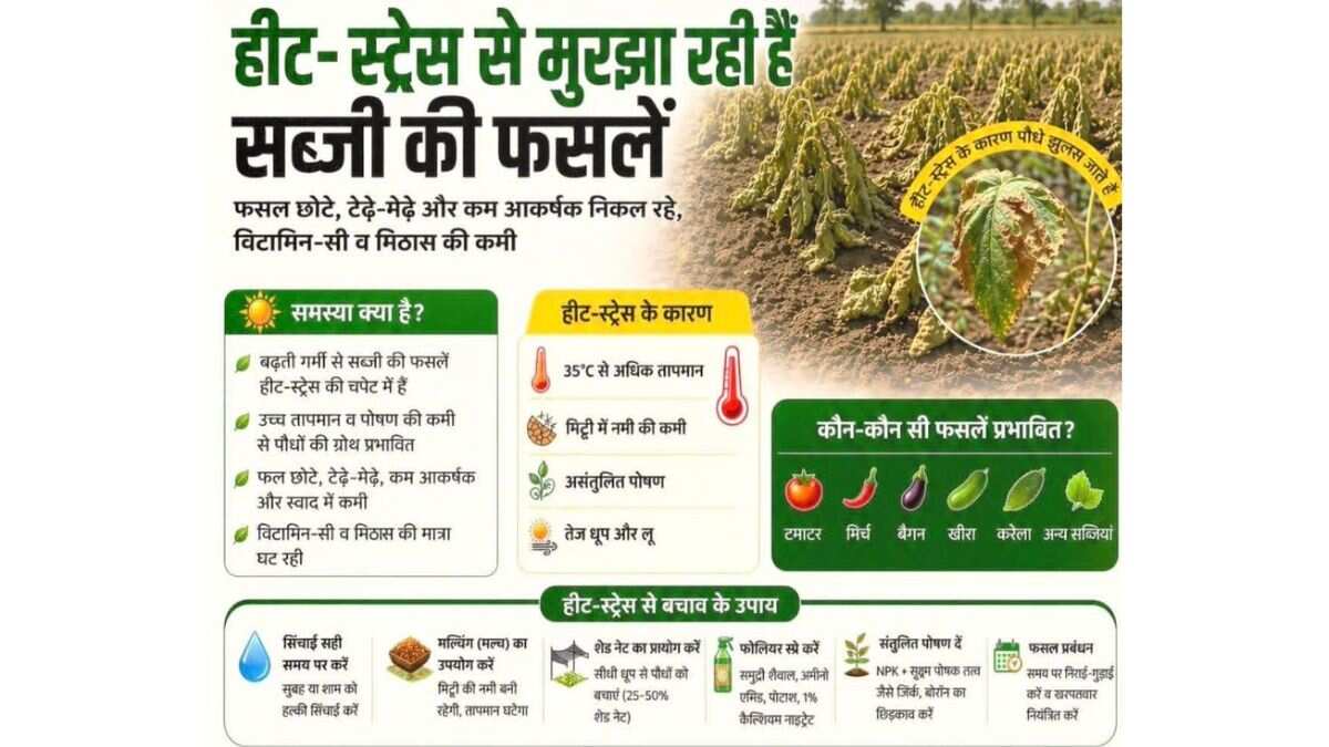 heat stress vegetable
