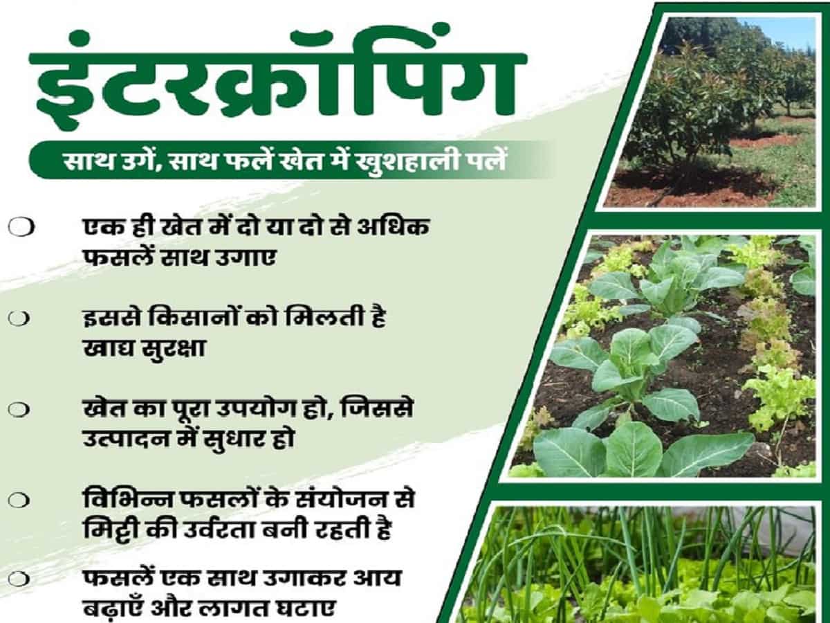 Intercropping