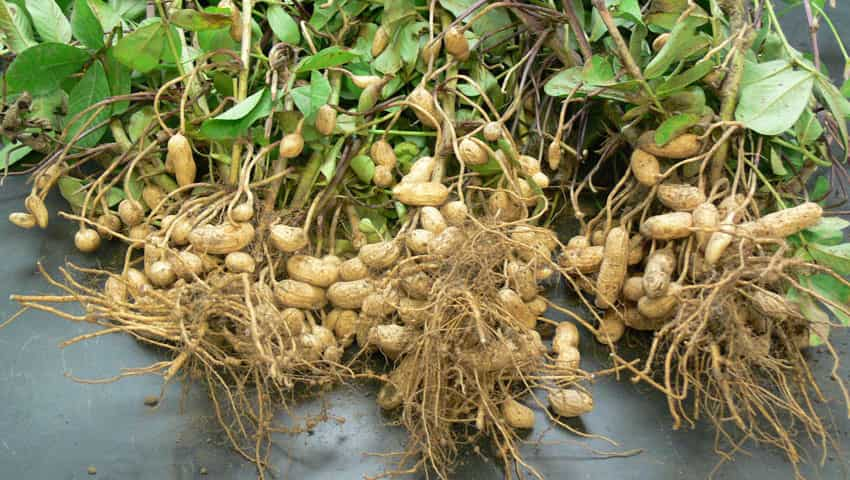 Record production of Peanut