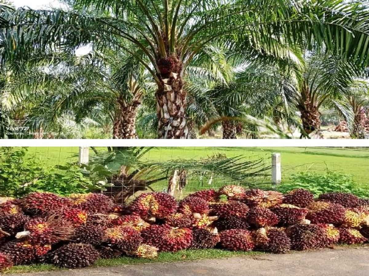 oil palm