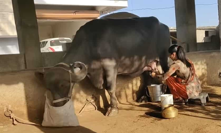 Gujarat's couple Ramde Khunti and Bharti Khunti