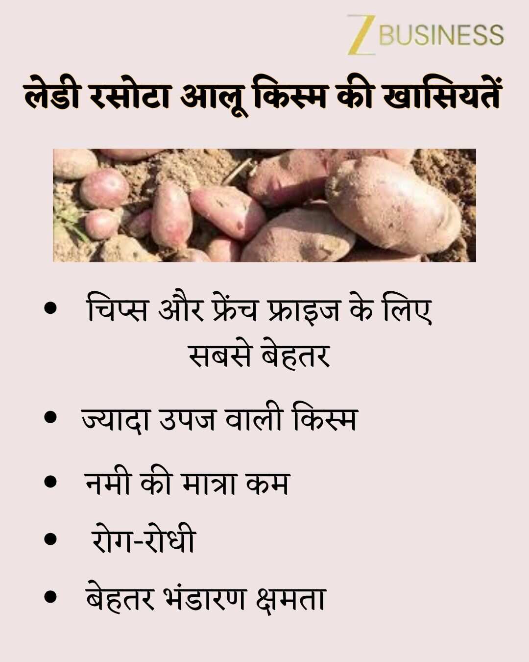 potato subsidy