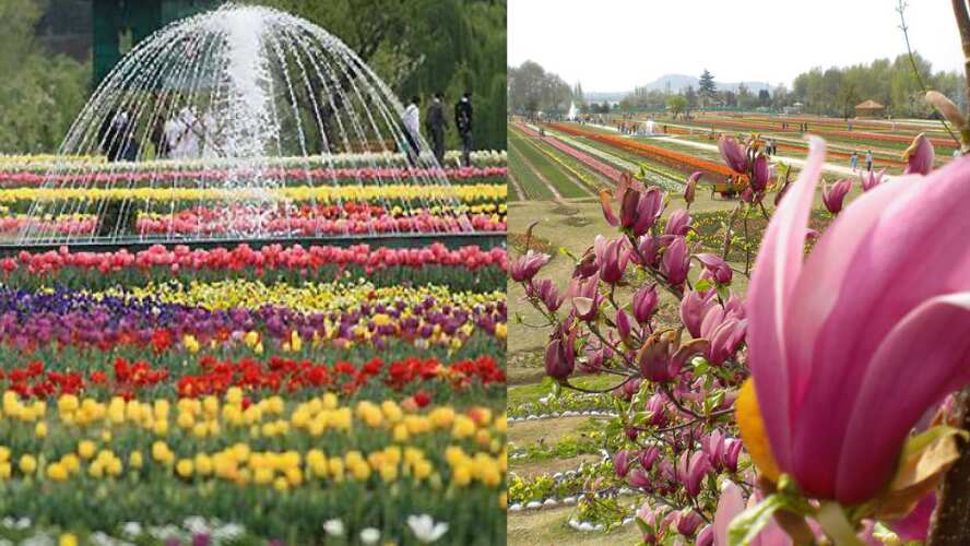 Asia's largest tulip garden in Srinagar all time record of 3.65 lakh tourists visited see pictures 