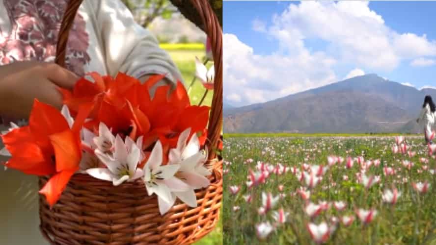 Asia's largest tulip garden in Srinagar all time record of 3.65 lakh tourists visited see pictures 