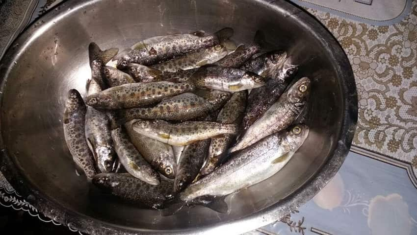 Trout fish farming in Uttarakhand