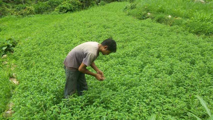 Tulsi Tea