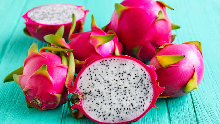 Dragon Fruit Crops at Pakhanjore