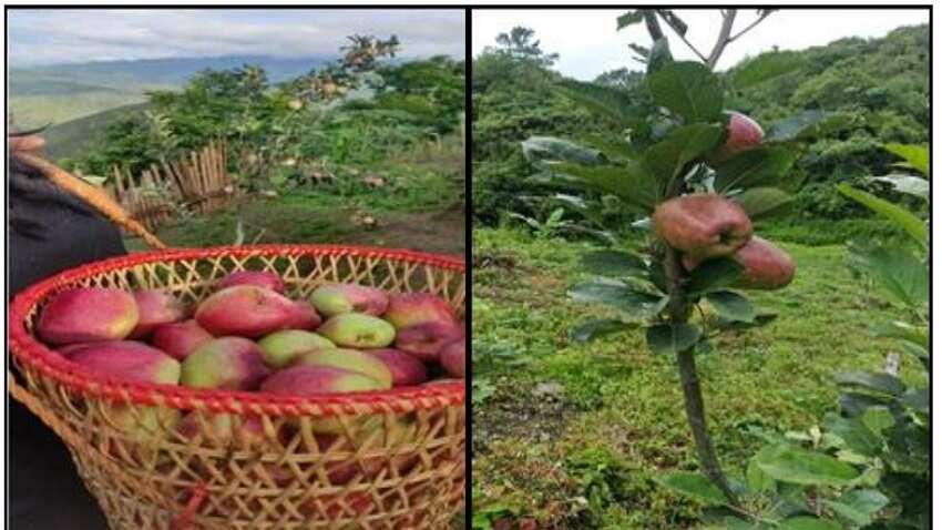 low chilling varieties of apple