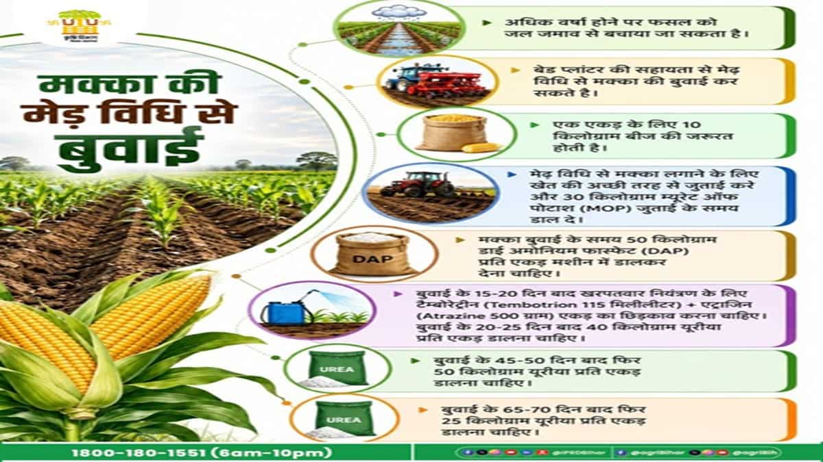 maize farming