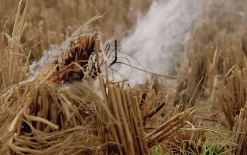 Stubble Burning