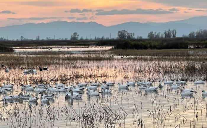 World Wetlands Day 2023: why this day is celebrated , this years theme and its importance
