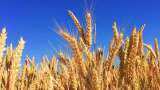 Union Cabinet Hkes MSP of Rabi Crops