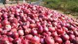 transport subsidy for onion growers