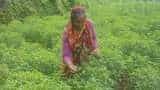 Tulsi Tea changes life of Uttarakhand
