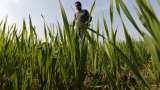 Rabi Crops sowing down by 4.82%