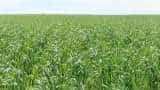 Rabi crops sowing falls nearly 5%