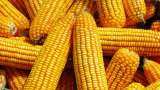 increasing free import quantity of maize seeds