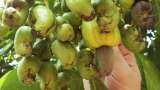Kerala's Cashew will knock Fenni market