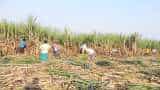 Punjab government approves 25 rupees per quintal on its behalf to sugarcane farmers