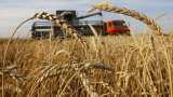 Government starts procurement of wheat across the country from April 1